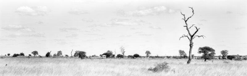Thorns and Tranquillity: Panoramic Reverie in Satara – Kruger National Park black and white panoramic landscape. Original Nikon digital and film photography, captured with a variety of high-quality professional cameras. Medium format film images shot with professional cameras, including Pentax 645, Pentax 6x7, Mamiya 645, Fuji GX617 panoramic, Rollei, and Yashica Mat. Large format film images created using professional pinhole cameras, as well as Shen-Hao 4x5, 4x10, 5x7, and 8x10 film cameras, featuring film stocks from Adox, Bergger, Fomapan, Fuji, Ilford, Kodak, Rollei, and Shanghai GP3. All photography and copyrights by CFP Prints & Craig Fouché Photography.