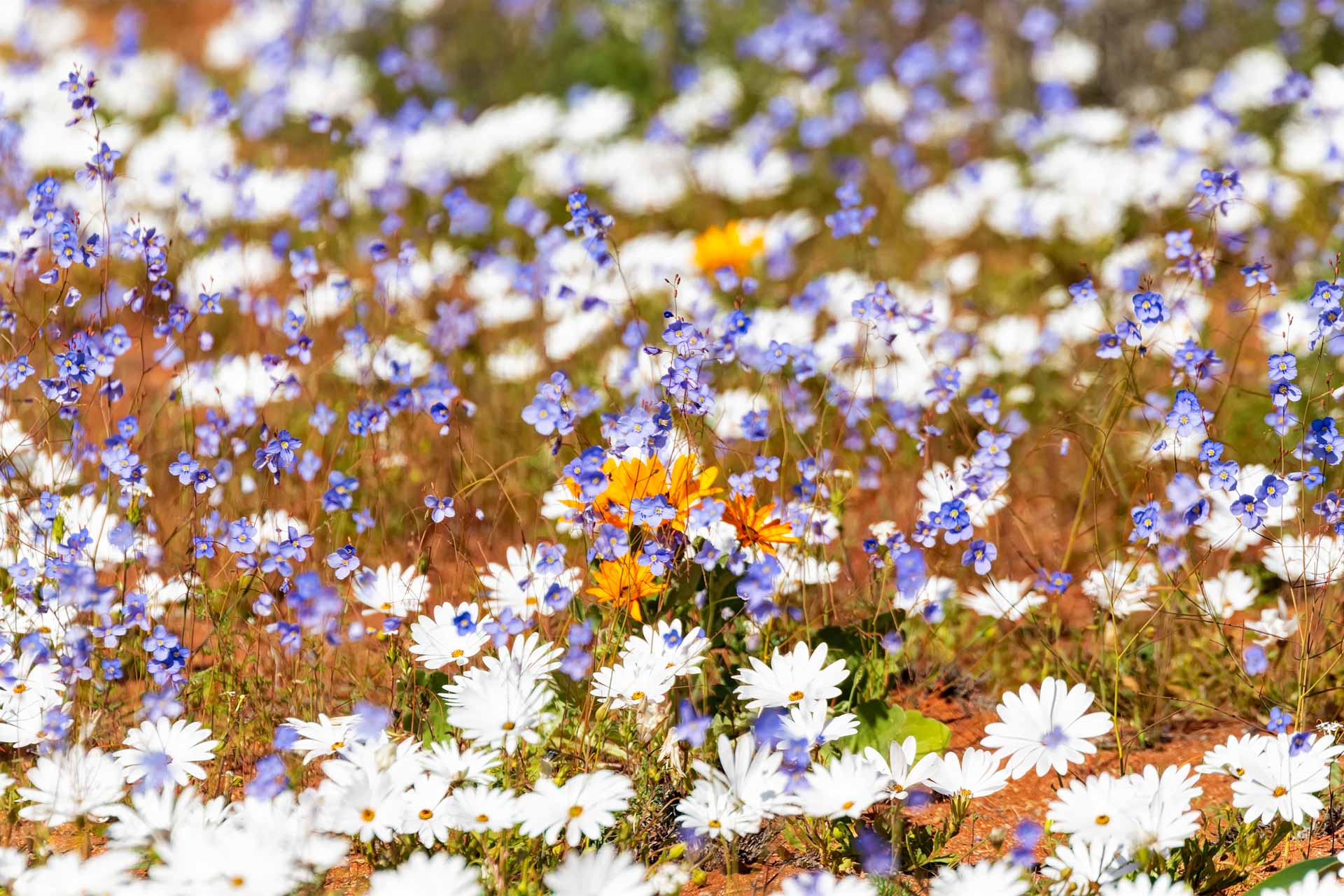 Namaqualand, Flowers, Desert
