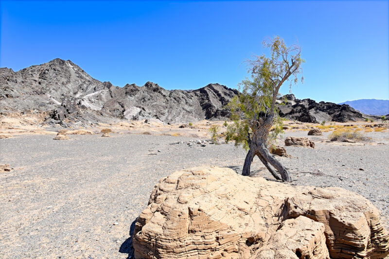 Solitary green tree among weathered rocks and rugged desert mountains beneath a blue sky in the Richtersveld, South Africa