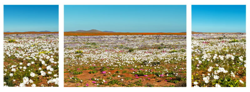 Eternal Promise: The Blooming Sands of Namaqualand
